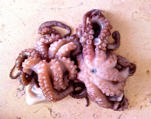 Baby octopus is one of the more exotic offerings at our local fish market.