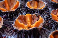 Sea urchins are a seasonal delicacy on both sides of the Pugliese heel.